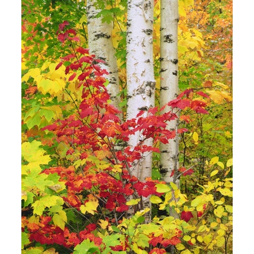 NY, Adirondack Park, Autumn of Birch and Maples